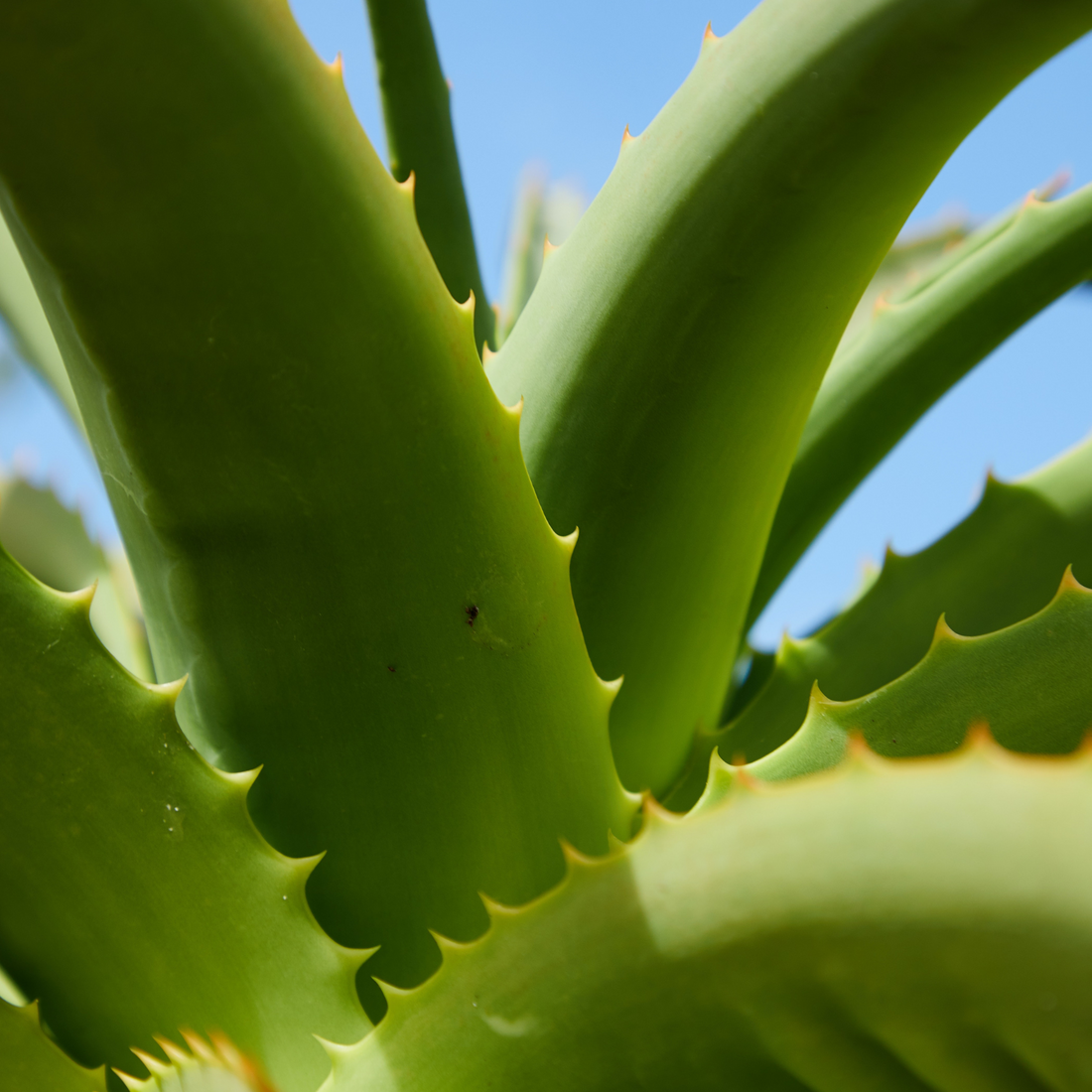 Our Favorite Summer Must-Haves: Aloe Vera Plant